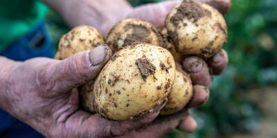Ons Dagelijks Groen Meldert
