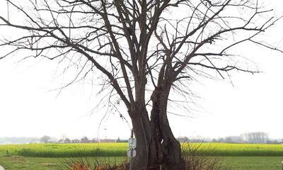 De plaats rond deze boom is doorspekt met volkslegenden en sagen