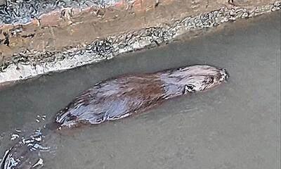 Bever aan de Zwalmmolen