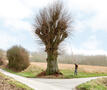 Enten van jagersboom in Zwalm